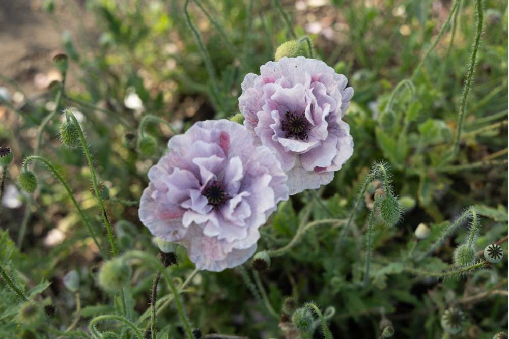 Kornvalmue 'Amazing Grey' (frø)